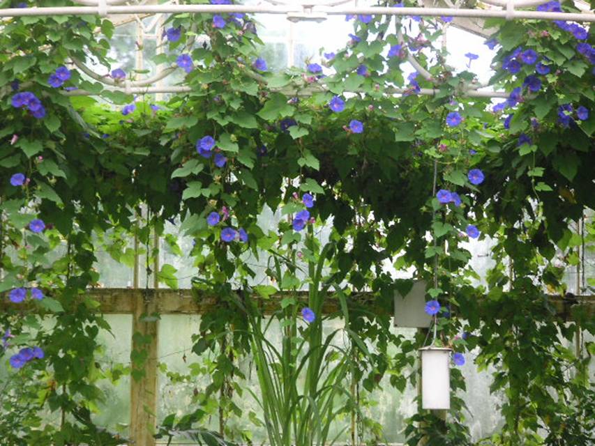 Morningglories trailing along a window at Kew Gardens