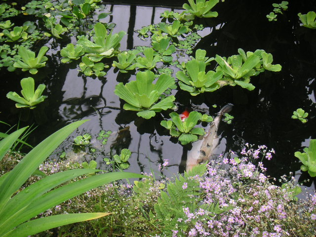 Koi pond with reflections of the spandrels of the Temperate House, Kew Gardens.