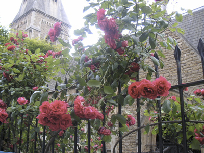 Flowers growing on a fence in front of a former church in South Kensington